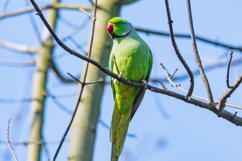 Parkit alexandrine (Foto: Pinterest)