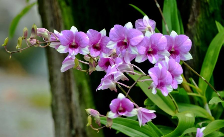 Anggrek dendrobium (Foto: Angphotorion)