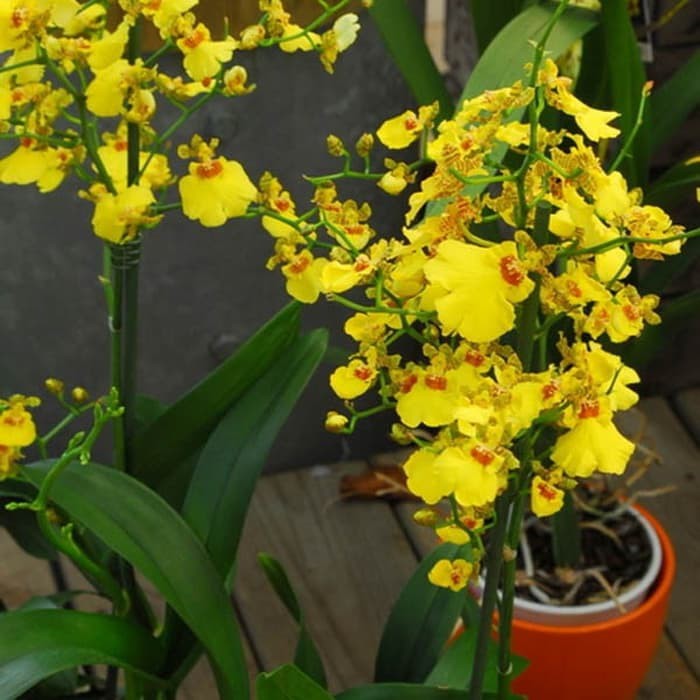 Anggrek Oncidium