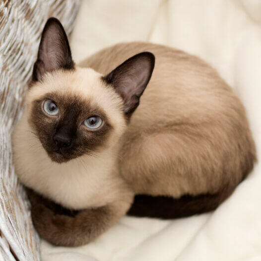 Kucing siam (Foto: Purina)