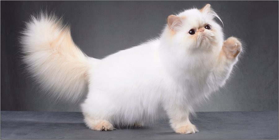 Kucing Persia (Foto: Goldenmaze)