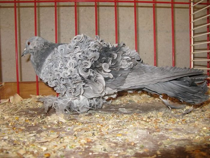 Merpati frillback