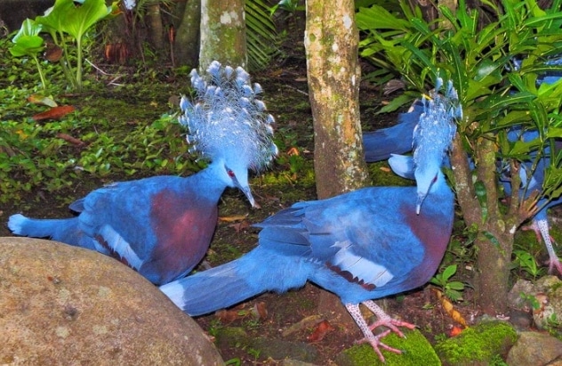 Merpati mambruk ubiaat