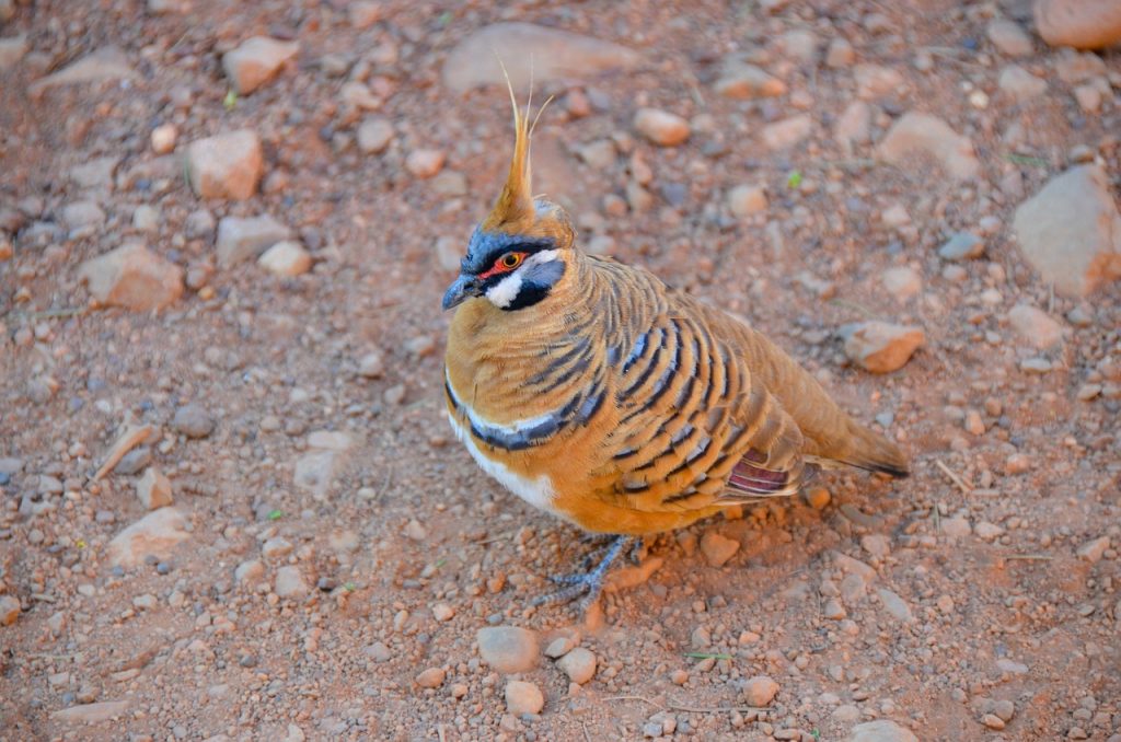 Merpati spinifeks (Foto: Pixabay)