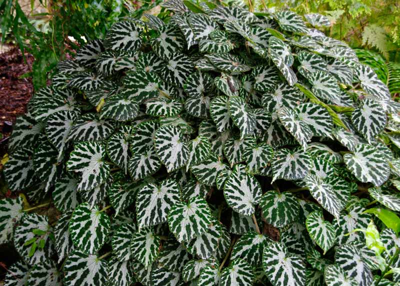 Ragam tanaman Begonia Rhizomatous 