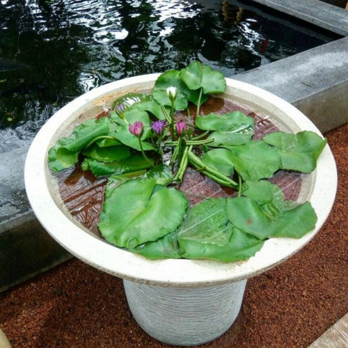 Penanaman teratai di dalam pot