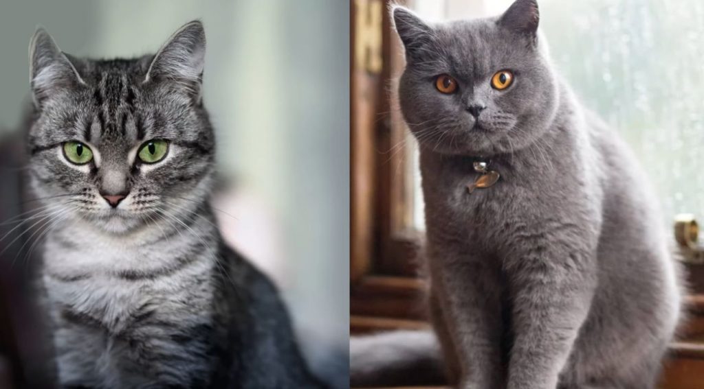American shorthair vs British shorthair (Foto: Petopedia)