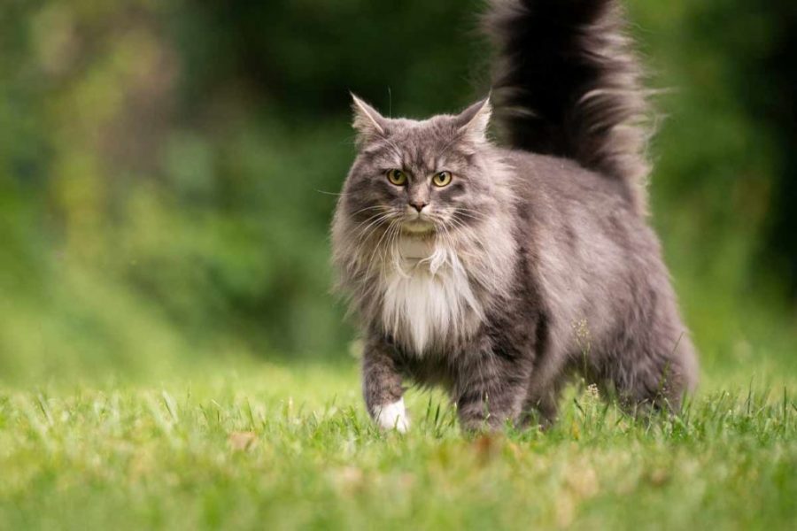 Kucing maine coon (Foto: ElleVet Sciences)