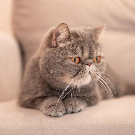 Exotic shorthair (Foto: Purina)