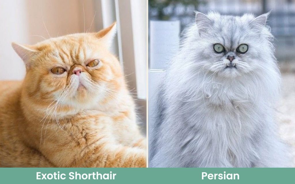 Kucing exotic shorthair VS kucing Persia (Foto: Excited Cats)