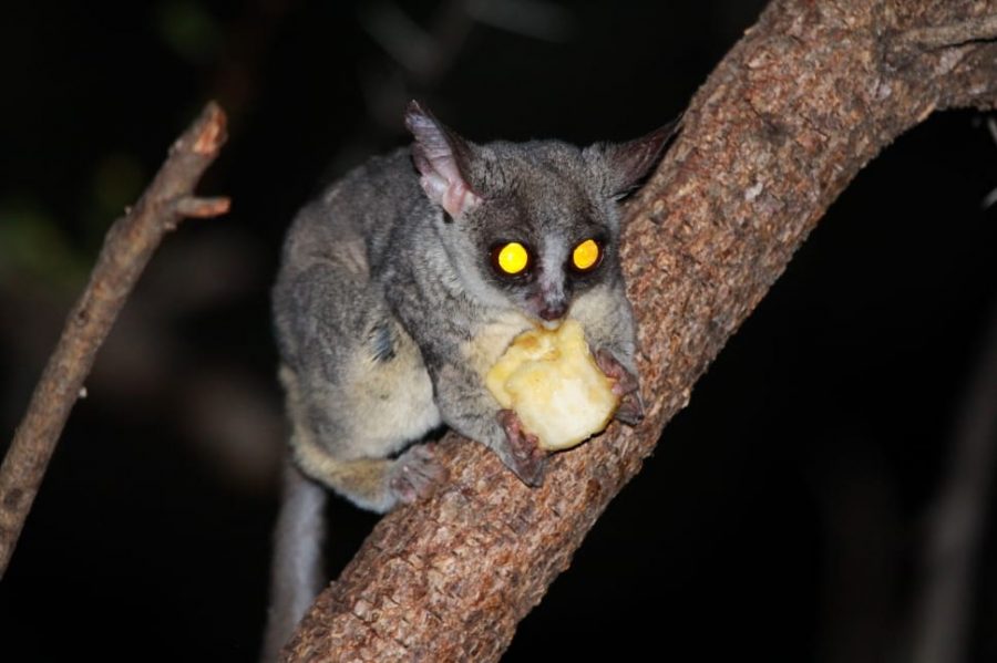 Sugar glider aktif mencari makan di malam hari (Foto: Peakpx)