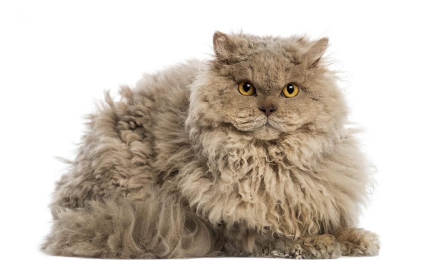 Kucing selkirk rex (Foto: Omlet)