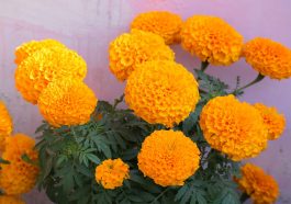 Bunga marigold. Foto: Pixabay