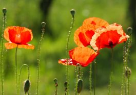 Bunga poppy. Foto: Pixabay