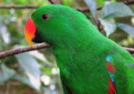 Burung beo. Foto: Pixabay