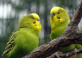 Burung parkit. Foto: Pixabay