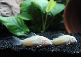 Ikan corydoras. Foto: Pixabay