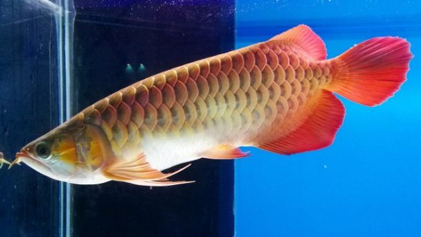 Panduan Pemeliharaan Arwana Golden Red Agar Sisik Cepat Keluar Warna