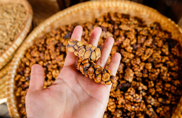 Biji kopi luwak (Foto: Coffee Arks)