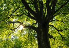 Ini dia jenis tumbuhan dengan kemampuan menyerap CO2 terbaik.