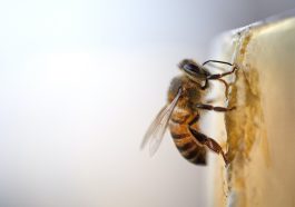 Cara mengatasi rasa sakit tersengat lebah.