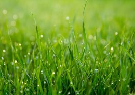 Alasan ilmiah baru rumput setelah dipotong selalu menyenangkan.