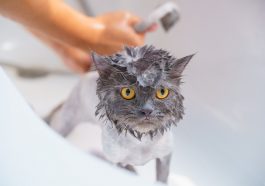 Alasan mengapa kucing benci air.