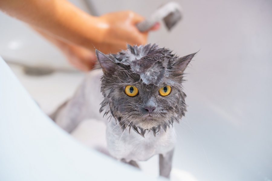 Alasan mengapa kucing benci air.