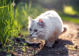 Alasan kucing memberikan hasil buruannya.