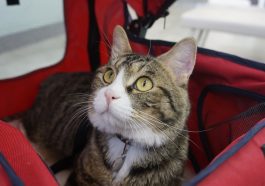 Ilustrasi kucing. Foto: Pixabay