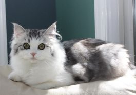 Kucing. Foto: Dinosauriens