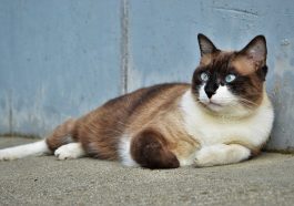 Ilustrasi kucing sehat. Foto: Pixabay