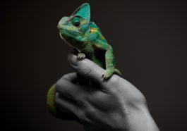 Penyebab bunglon berubah warna.