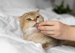 Alasan kucing gemar catnip.