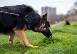 Bau yang dicium anjing pelacak.