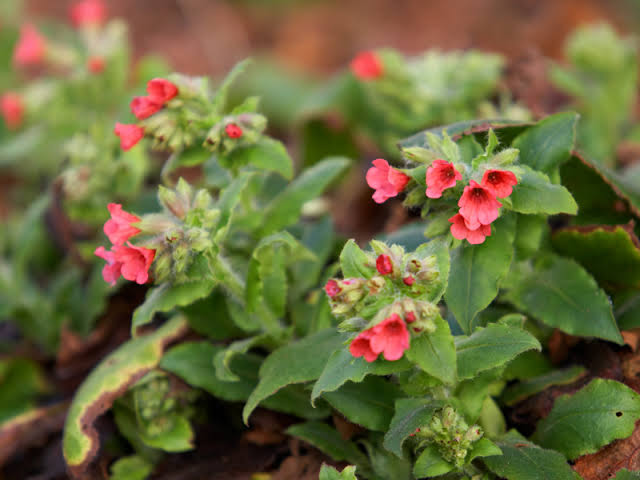 Pulmonaria (Foto: Enchanted Garden)
