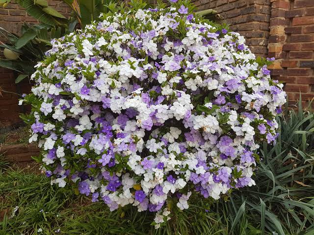 Brunfelsia latifolia