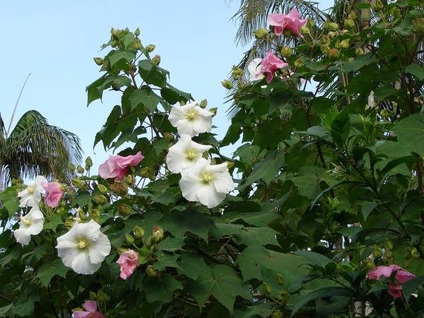 Hibiscus mutabilis