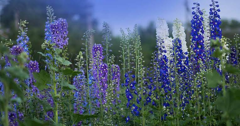 Delphinium