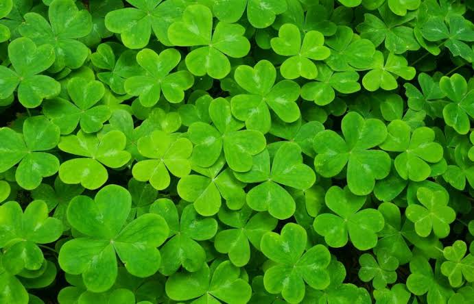 Semanggi shamrock umumnya hanya memiliki 3 kelopak 