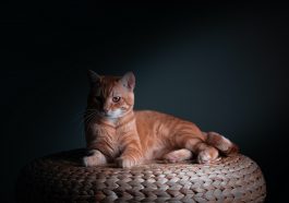 Alasan ilmiah mengapa kucing oren mayoritas jantan