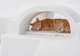 Alasan kucing suka tempat sempit