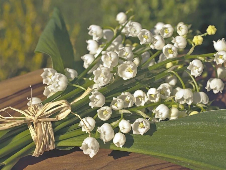Lily of the Valley