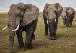 Alasan ilmiah kulit gajah berkerut