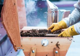 Alasan mengapa asap bisa mengusir lebah.