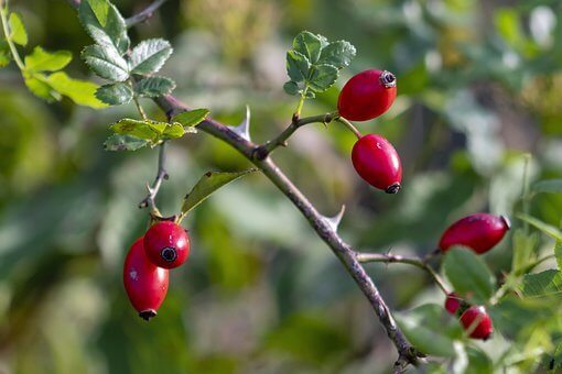Rosehip, biji bunga mawar yang timbul setelah kelopak mawar gugur (Foto: Organic & Vegan Skincare)