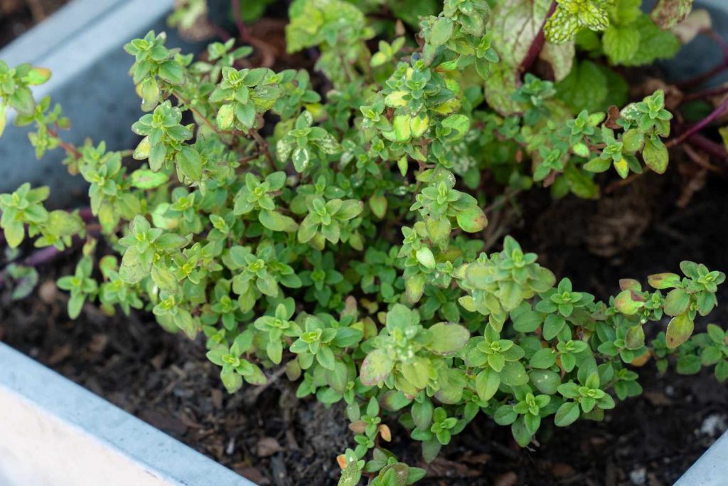 Lemon thyme (Foto: The Spruce)