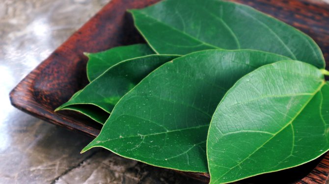 Daun cincau 