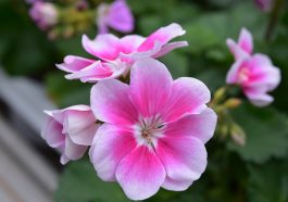 Bunga geranium. Foto: Pixabay