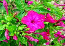 Bunga pukul empat. Foto: Internet